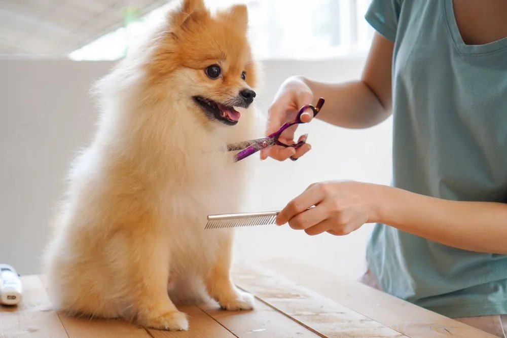 Dog grooming