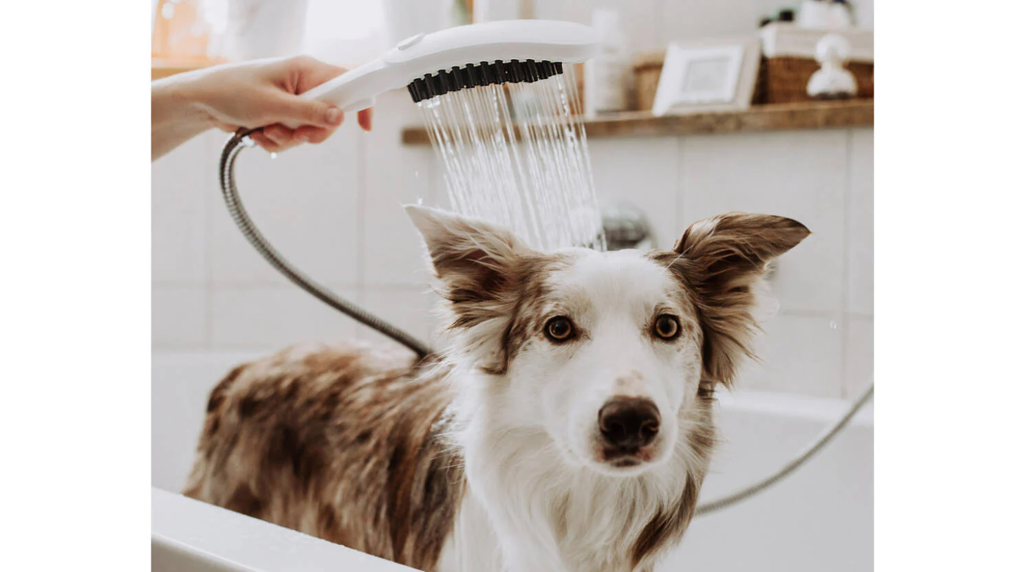 Dog hygiene care